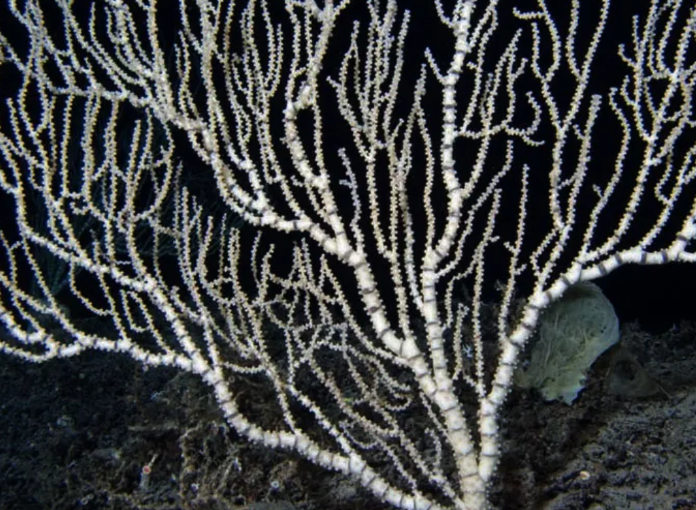 Coral bambú en su forma natural